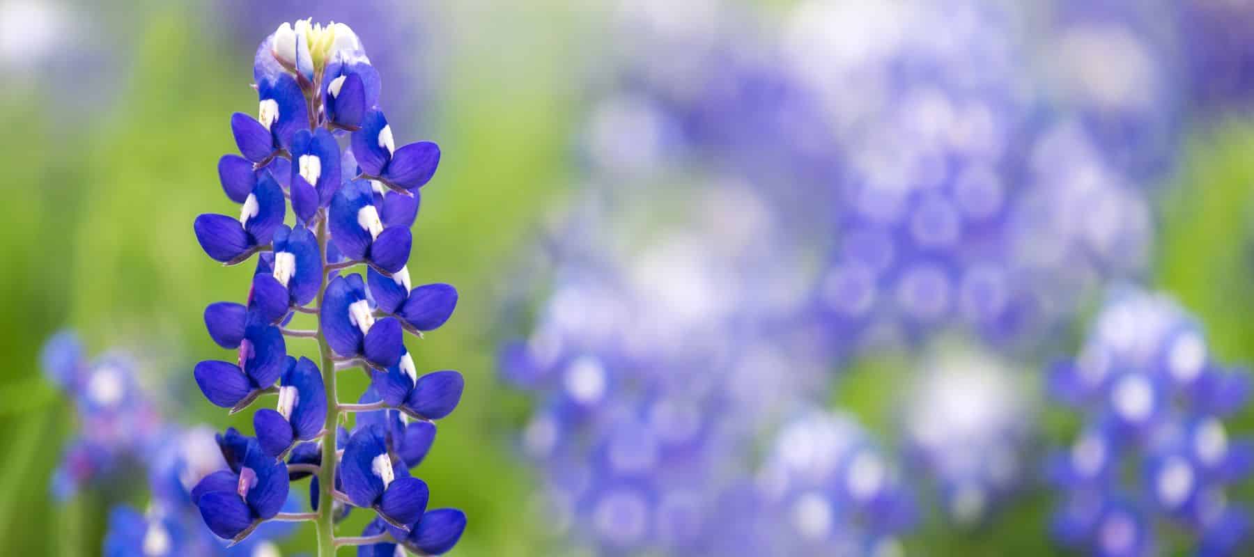 bulverde texas blue bonnet