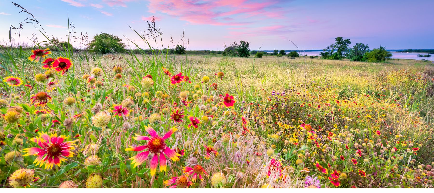 wild flowers