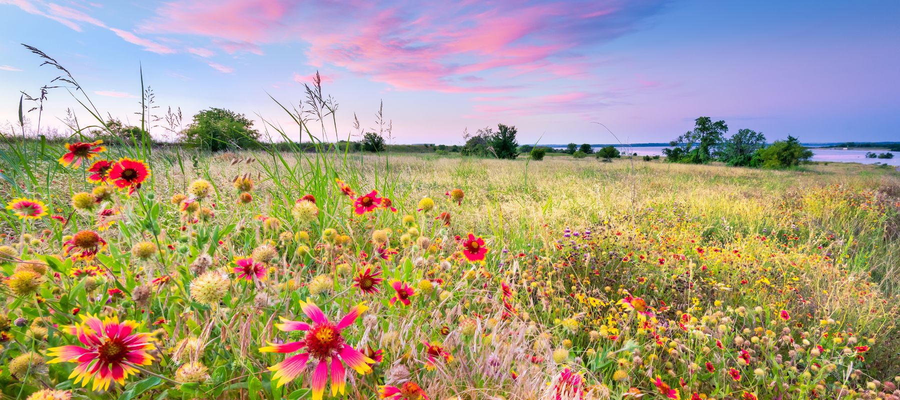 sunset with wildflowers